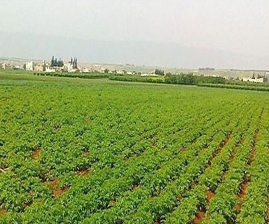 جمعية مستوردي مستلزمات الإنتاج الزراعي: نفق الى جانب الوزارة في عملية تنظيف السوق