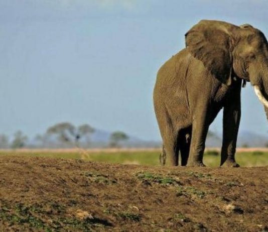 بسبب الغضب.. أنثى فيل تدهس رجلا حتى الموت