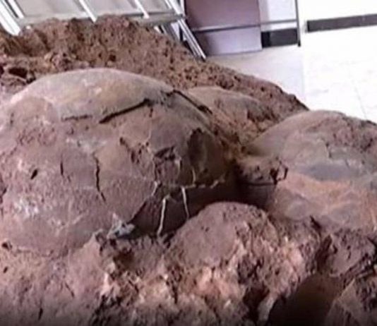 خرجوا في نزهة وعادوا ببيض عمره 145 مليون سنة