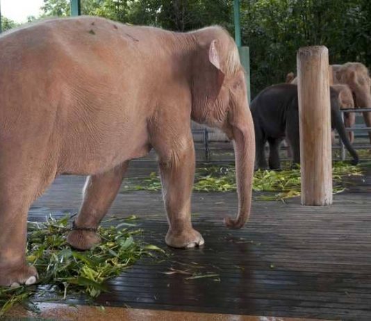 كان يحمي زملاءه من الأسود الهاربة.. فمات تحت أقدام فيل