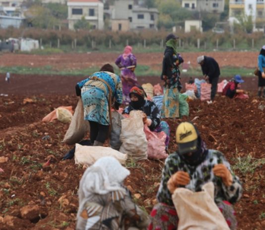 مشروع «فاو» لدعم التعاونيات الزراعية النسائية: 76% من التمويل رواتب وسفر ومصاريف!