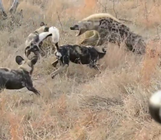 هجوم لحيوان بري مسعور على بلدة البلاط.. والضحية طفلة وإمرأتان