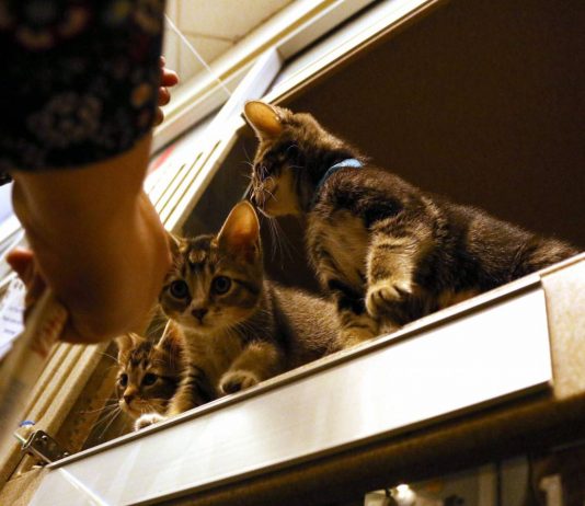 ما سبب نشر نحو 250 هرّاً في شوارع أميركا؟