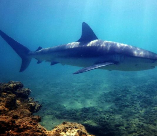 سمك القرش في بحر صيدا!