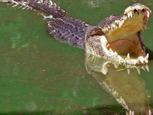 ابتلعه تمساح اثناء اغتساله في نهر بالهند