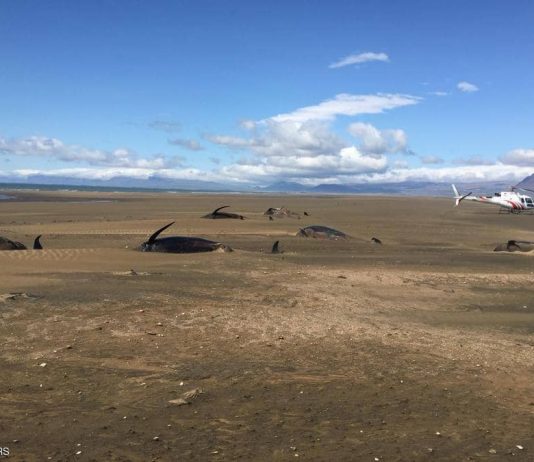 50 حوتا في “مأساة جماعية” على الشاطئ