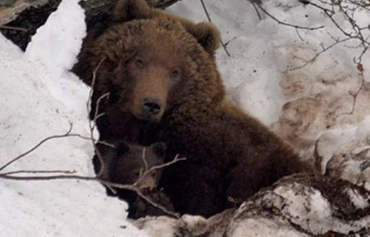 دب يخطف رجل لمدة شهر في روسيا