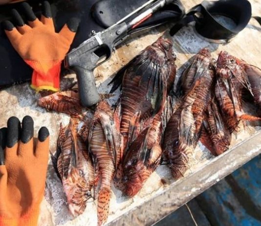 عدوانية وسامة … سمكة الأسد تغزو لبنان