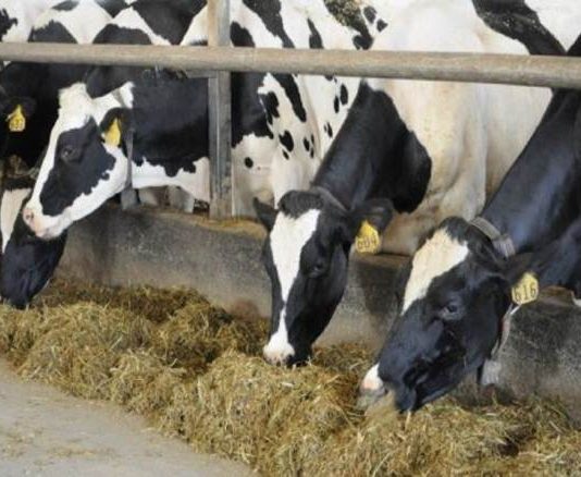 بعد الودائع والمازوت.. العلف المدعوم يتبخّر