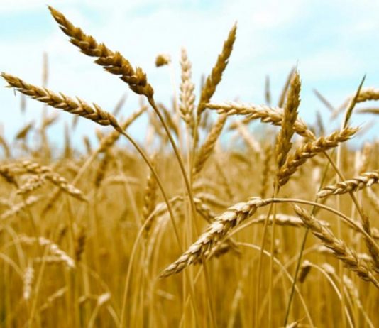 دعم المستلزمات الزراعية والحيوانية يحمي الأمن الغذائي