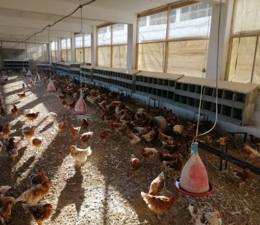 وقائع حول تهريب العلف المدعوم… وملايين الدولارات تُسرق عبر التخزين