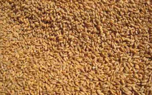 نقابة موظفي وعمال إهراءات الحبوب: لضرورة إبقاء هذا المرفق العام في يد الدولة وعدم خصخصته