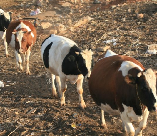 تجّار اللحوم: احتكار بمباركة «رسمية»!