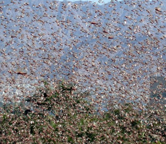 مرتضى يستنفر فرق «الزراعة» ومروحيات الجيش لمواجهة الجراد