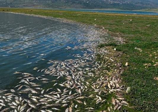 تحذيرات من انتقال الفيروس الموجود في بحيرة القرعون إلى المسطحات المائية الأخرى