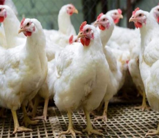 نقابة الدواجن: عدد من كبار منتجي الدواجن تبلغوا وقف صرف الدعم من مصرف لبنان