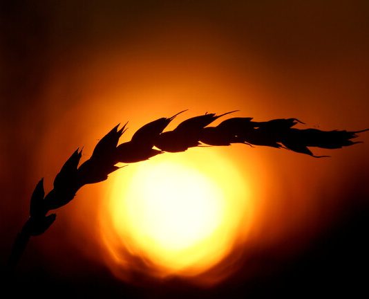 روسيا ستورد مليون طن من القمح إلى سوريا