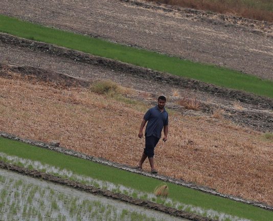 مصر.. ارتفاع الصادرات الزراعية إلى أكثر من 3.3 مليون طن خلال هذا العام
