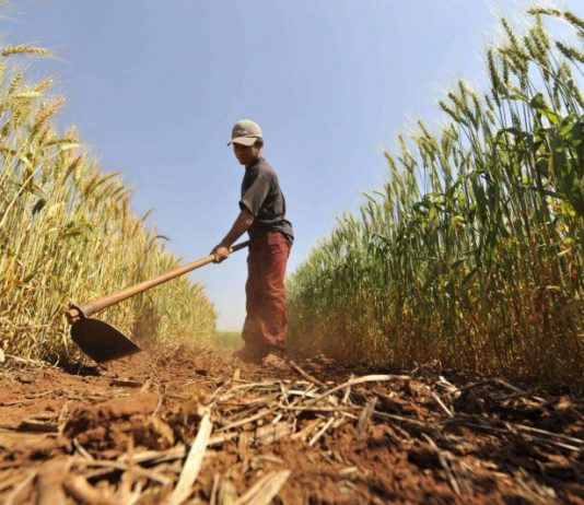 عراقيل تُفوّت على أميركا اللاتينية فرصة تعويض نقص القمح عالميا