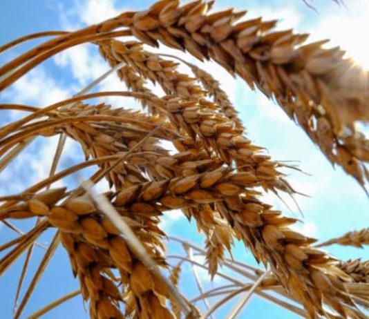 حصاد الصين والمحصول الأسترالي يهدئان ثورة أسواق القمح