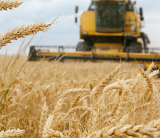 أزمة الطحين تستفحل.. وقمح لبنان علفٌ للحيوانات