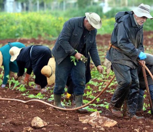 الريجي ستشتري التبغ بالدولار النقدي: بأي سعر صرف؟