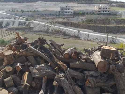 كلفة التدفئة تصل الى 5 الاف دولار هذا الشتاء: هل تدفع الاشجار الثمن؟