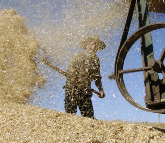 200 طن هبة من «الفاو» و«المنظمة العربية للتنمية»: محاولات جديدة لعرقلة مناقصة القمح