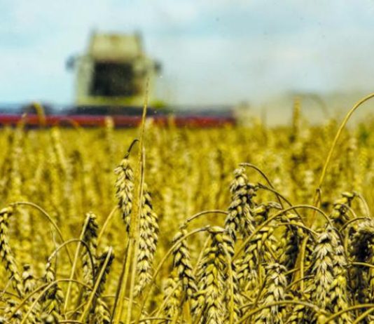 أسعار القمح تتراجع بفعل تجديد اتفاق تصدير الحبوب