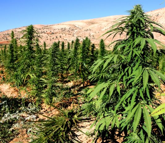 تشريع القنّب الهندي لا ينهي الزراعة غير الشرعية!