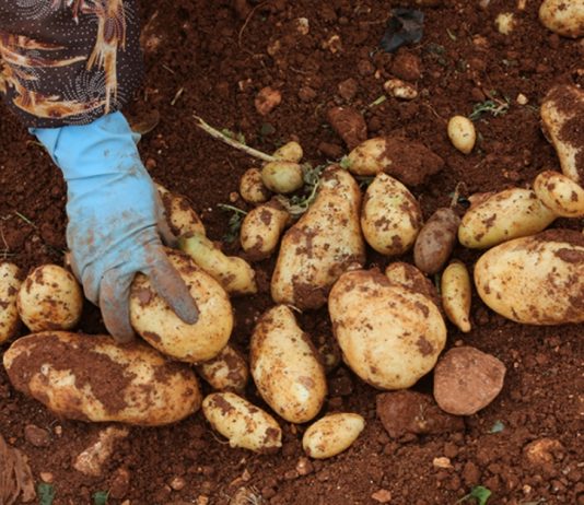 اكتفاء ذاتي تحاربه الدولة والتجار: لبنان ينتج 532 ألف طن بطاطا سنوياً