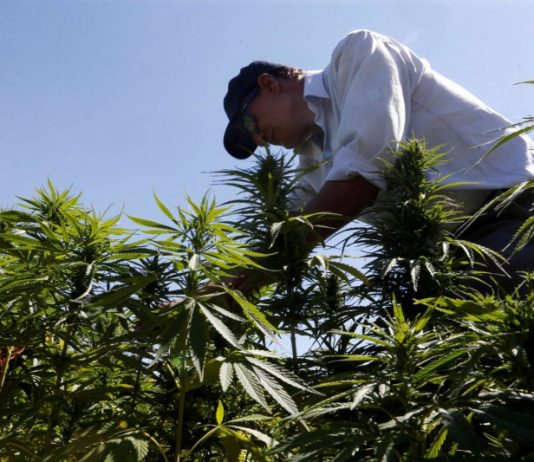 مساع لبنانية لتسريع تحويل أعباء القنب إلى فرص اقتصادية