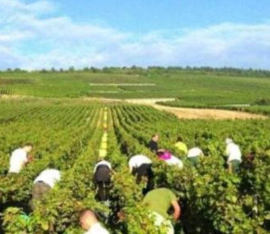 هاني: نبذل جهودًا تشاركية لإنشاء استراتيجية زراعية واضحة ألاهداف