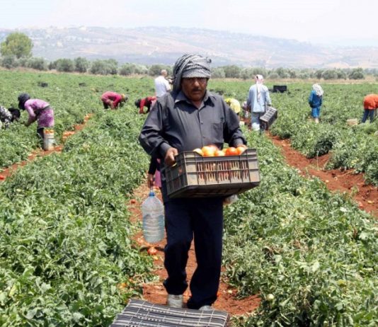 مشروع لبناني طموح يفتح نافذة لتحفيز الإنتاج الزراعي