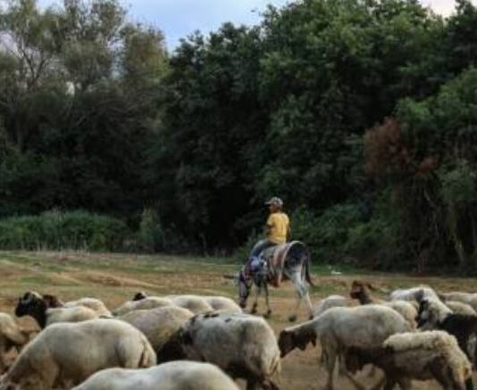 الأبقار تنفق والقرى تختنق… لبنان يُواجه انهيار الثروة الحيوانيّة!