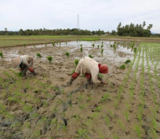 ارتفاع طفيف في أسعار الغذاء العالمية في يونيو