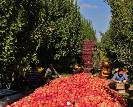 التفاح اللبناني… موسم اختبار للعهد الجديد