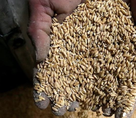 المزارعون يتخلون عن زراعة القمح