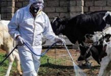 اللقاء الوطني للهيئات الزراعية حذّر من تفشّي الحمى القلاعية وطالب بإعلان الطوارئ