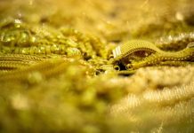 الذهب مستقر مع استعداد الأسواق لتصريحات متشددة من «الفيدرالي»