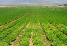 الزراعة تعوِّض “نَكبَة المطر” بحسم الـ500 دولار..