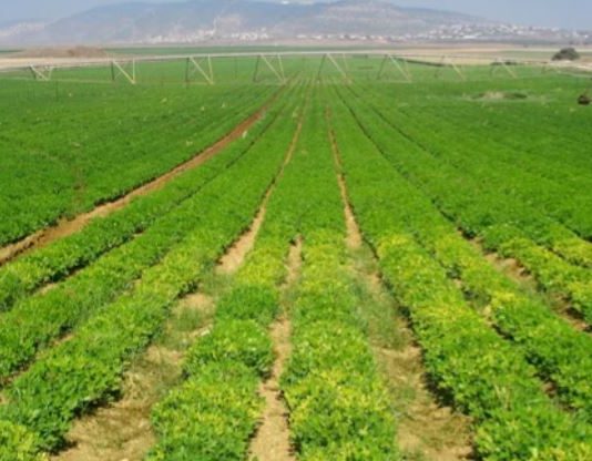 الزراعة تعوِّض “نَكبَة المطر” بحسم الـ500 دولار..