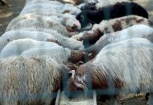 الحمى القلاعية تفتك بالمواشي… ولا لقاحات