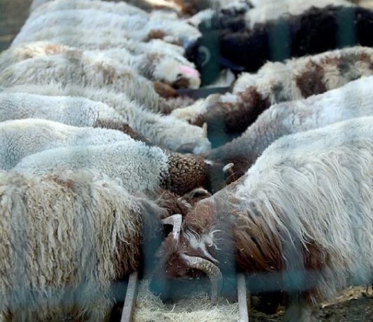 الحمى القلاعية تفتك بالمواشي… ولا لقاحات