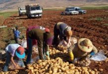 ترشيشي: المزارع يعاني من قلة المياه ومن ارتفاع كلفة التصدير البحري مع استمرار إقفال الطرق البرية