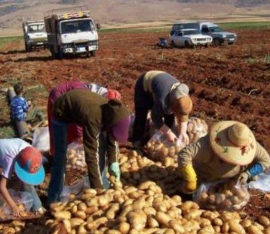 ترشيشي: المزارع يعاني من قلة المياه ومن ارتفاع كلفة التصدير البحري مع استمرار إقفال الطرق البرية