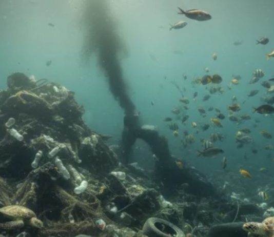 هل تنقذ السياسات المستدامة الثروة السمكيّة في لبنان؟