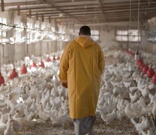 اللجنة المركزية للدواجن تطالب بالتحقيق في إدخال أعلاف ملوّثة