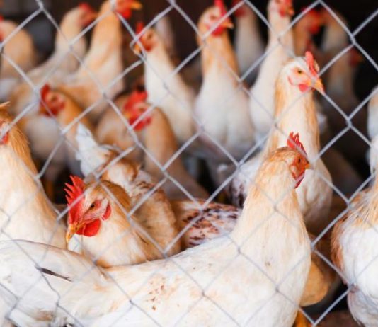 وفرة في إنتاج الدواجن واستقرار في الأسعار
