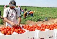 وزارة الزراعة تحذّر من أي ممارسات احتكارية تؤدي إلى رفع الأسعار